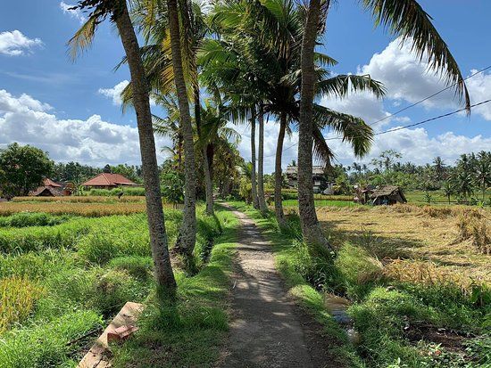 Ubud Kajeng Rice Fields Walk