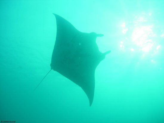 Manta Point